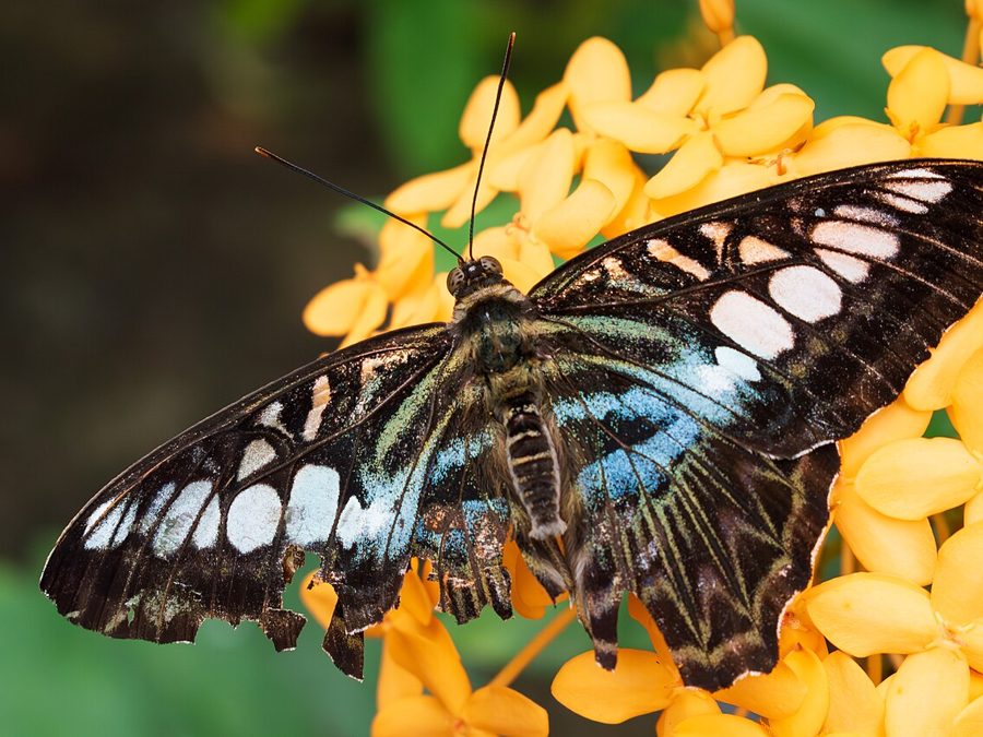 Butterfly at Entopia